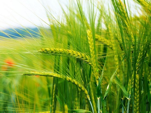 В Казахстане убрано порядка 86% площади зерновых