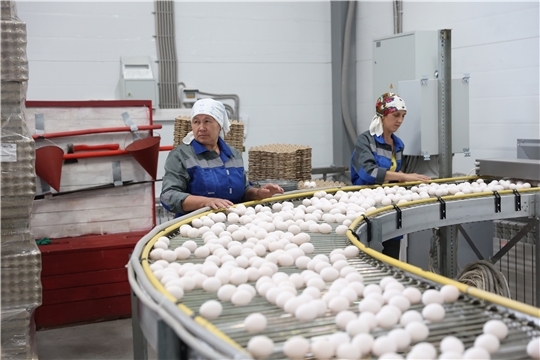 Чувашия наращивает объёмы производства молока и яиц