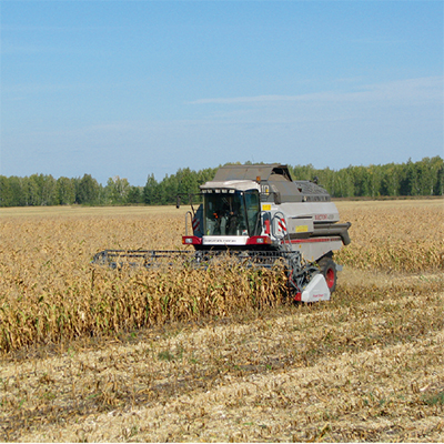 Скороспелая кукуруза – стабильный источник кормов в засушливом Зауралье