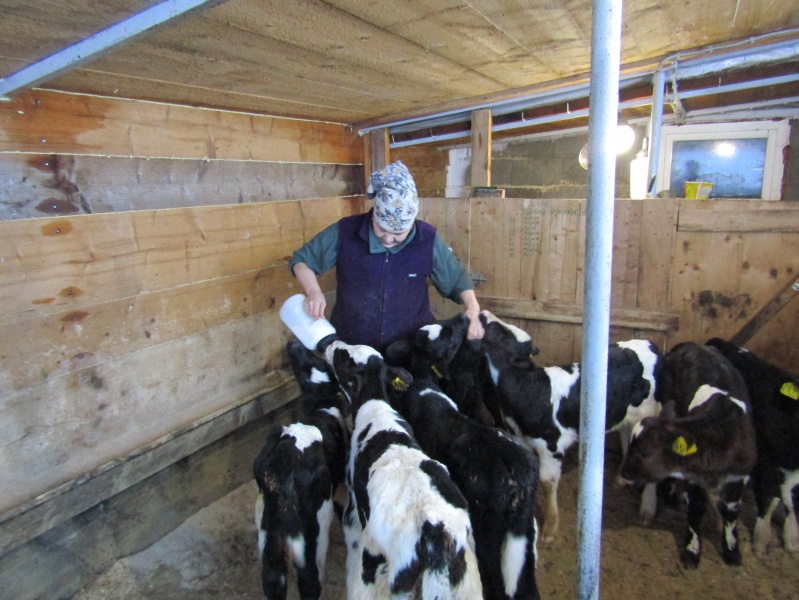 В Чувашии самозанятые приобрели 203 коровы по господдержке