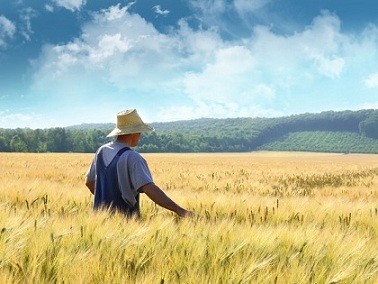 50% урожая зерна Челябинской области – доля фермеров