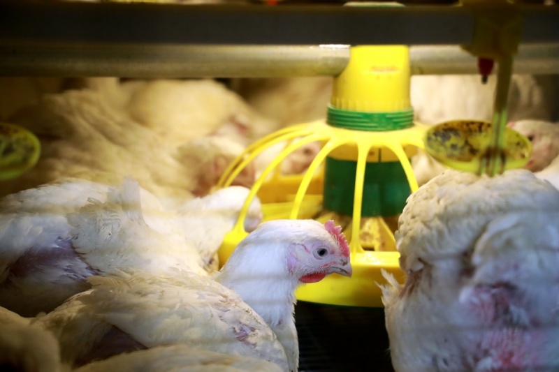 В Курганской области птицефабрика удвоит выпуск курятины