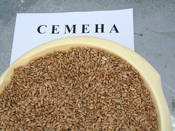 65% тюменских полей засевается местными сортами зерновых