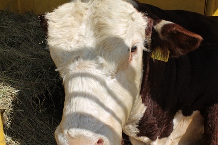 В Курганской области растет поголовье мясного скота