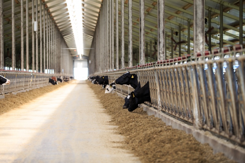 Пензенская область активизирует развитие молочного животноводства