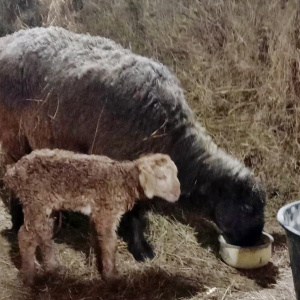 Томский фермер дождался прибавления в семействе овец