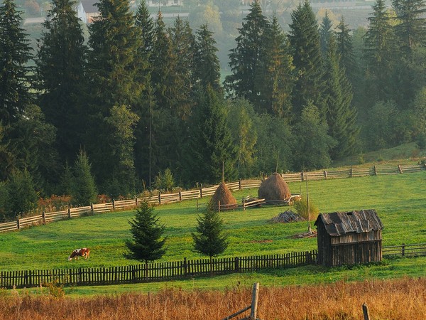 В Свердловской области можно арендовать сельхозземлю за рубль