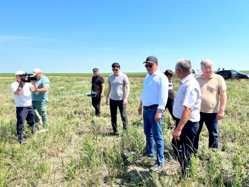 В Костанайской области купировали стадо саранчи