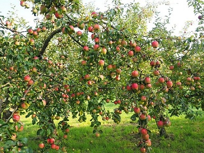 В России растет производство фруктов и ягод
