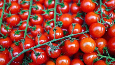 В Прикамье завезли тысячу тонн помидоров из Казахстана