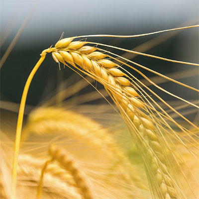 Болезни пшеницы яровой