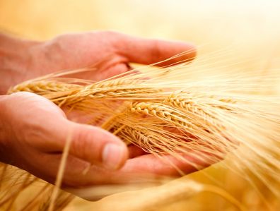 Саратовские аграрии ведут уборку пшеницы местной селекции