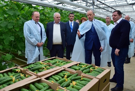 В Саратовской области стремительно наращивают мощности тепличные хозяйства