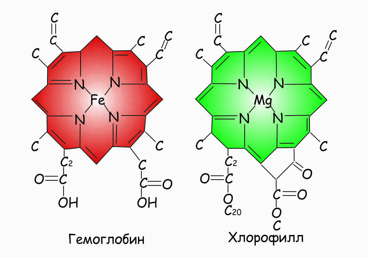 Процесс хлорофилла