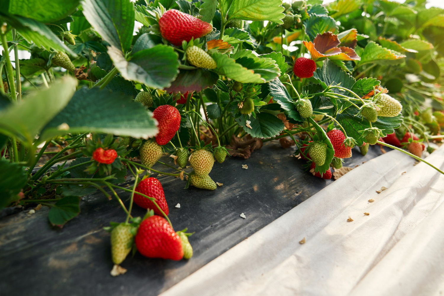 В Чувашии плодово-ягодными культурами занято более 3,3 тыс. гектаров