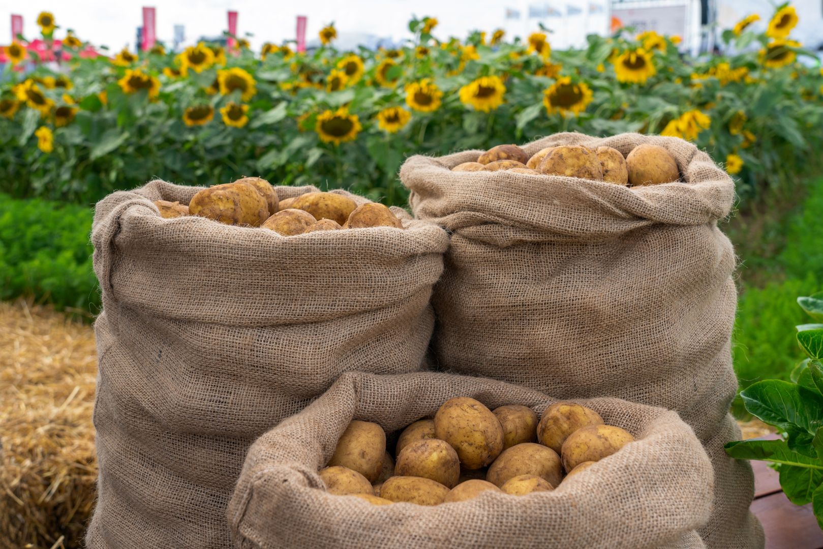В Воронежской области произвели сельхозпродукции на 153,3 млрд рублей
