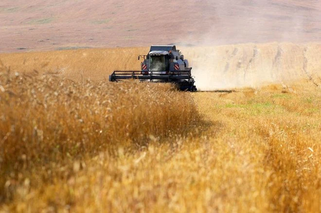 В Забайкальском крае убрали 53% площадей зерновых культур